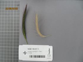 Click for 2 image(s) for this accession.